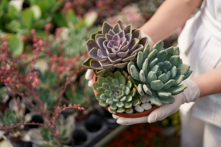 How to Create a Stunning Succulent Garden