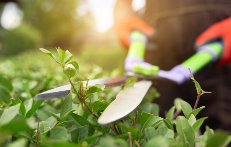 How to Trim Shrubs and Bushes