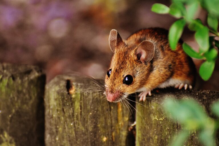 How to capture mice