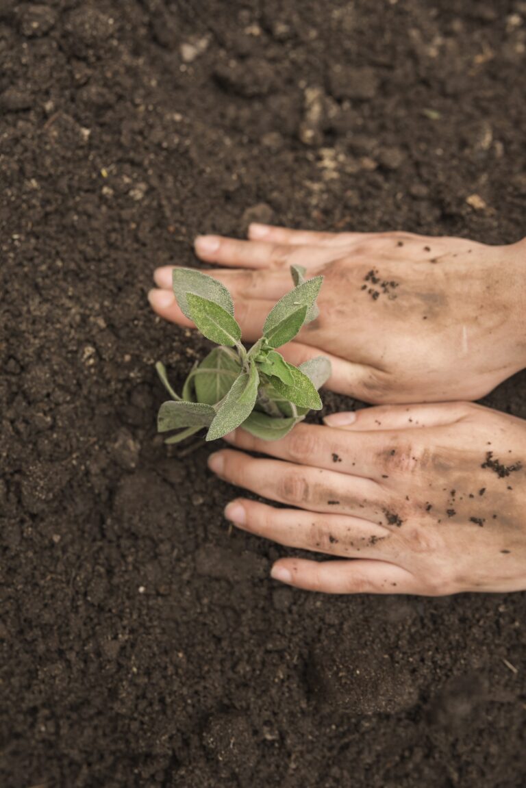 start a vegetable garden